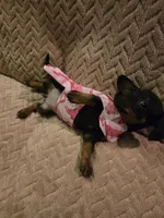 Lola, a female Dachshund for sale in Wellton, AZ – Photo 4 of 4