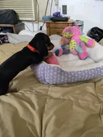 Candy girl, a female Dachshund for sale in Wellton, AZ – 8 of 8