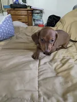 Cody bear, a male Dachshund for sale in Wellton, AZ – 5 of 8
