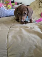 Cody bear, a male Dachshund for sale in Wellton, AZ – 7 of 8