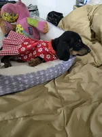 Candy girl, a female Dachshund for sale in Wellton, AZ – 3 of 8