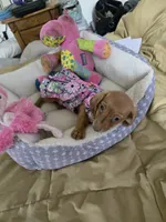 Cinnimon, a female Dachshund for sale in Wellton, AZ – 8 of 8