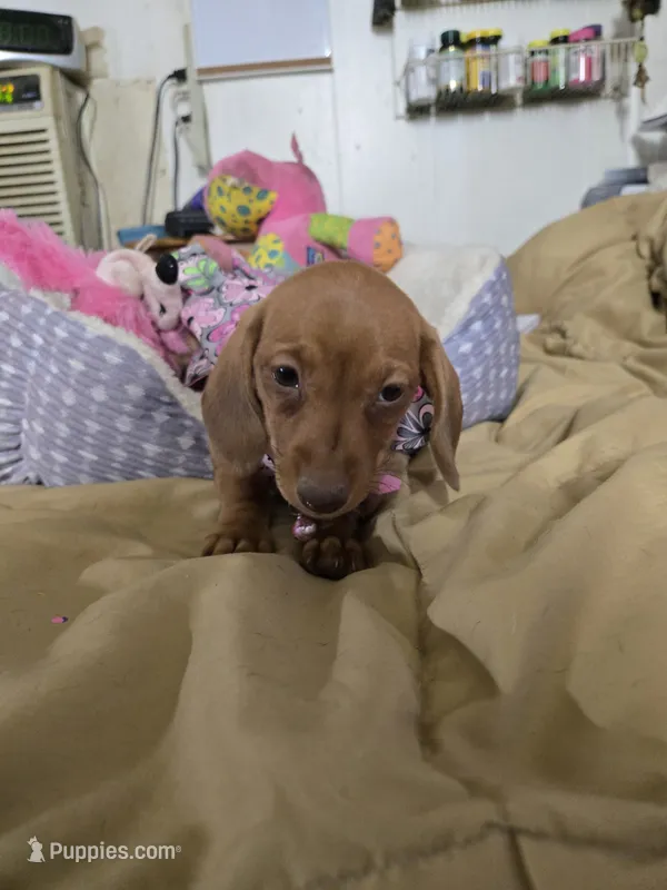 Cinnimon – Dachshund puppy for sale in Wellton, AZ