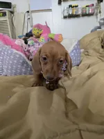 Cinnimon, a female Dachshund for sale in Wellton, AZ – 1 of 8