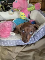 Cody bear, a male Dachshund for sale in Wellton, AZ – 4 of 8