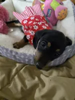 Candy girl, a female Dachshund for sale in Wellton, AZ – 2 of 8