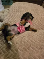 Flash, a male Dachshund for sale in Wellton, AZ – Photo 2 of 4