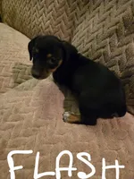 Flash, a male Dachshund for sale in Wellton, AZ – Photo 3 of 4