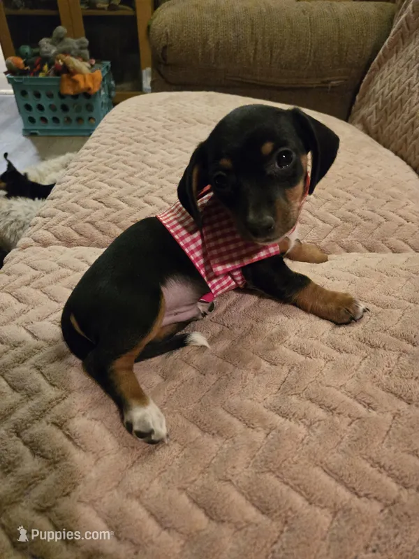 Flash – Dachshund puppy for sale in Wellton, AZ