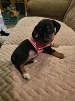 Flash, a male Dachshund for sale in Wellton, AZ – Photo 1 of 4