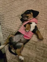 Flash, a male Dachshund for sale in Wellton, AZ – Photo 4 of 4