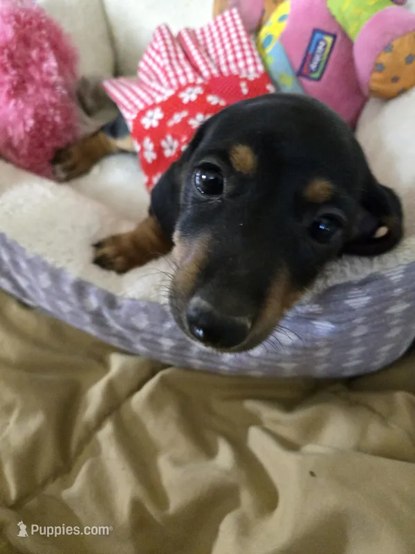 Candy girl – Dachshund puppy for sale in Wellton, AZ