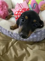 Candy girl, a female Dachshund for sale in Wellton, AZ – 1 of 8
