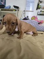 Cinnimon, a female Dachshund for sale in Wellton, AZ – 3 of 8