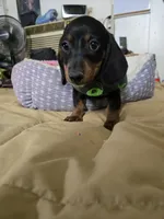 Carl, a male Dachshund for sale in Wellton, AZ – 4 of 6