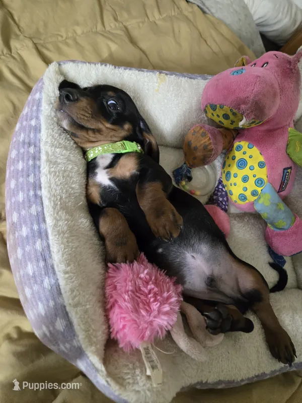 Carl – Dachshund puppy for sale in Wellton, AZ