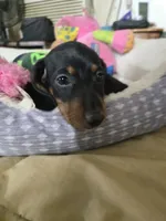 Candy girl, a female Dachshund for sale in Wellton, AZ – 5 of 8