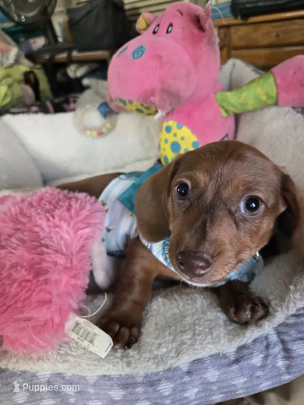 Cody bear – Dachshund puppy for sale in Wellton, AZ