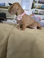 Cinnimon, a female Dachshund for sale in Wellton, AZ – 6 of 8