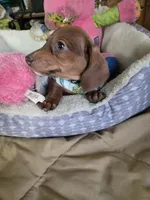 Cody bear, a male Dachshund for sale in Wellton, AZ – 2 of 8
