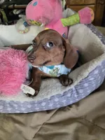 Cody bear, a male Dachshund for sale in Wellton, AZ – 6 of 8