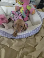 Cinnimon, a female Dachshund for sale in Wellton, AZ – 4 of 8