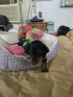Carl, a male Dachshund for sale in Wellton, AZ – 5 of 6