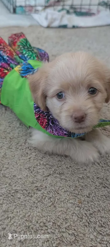Goldie – Dachshund puppy for sale in Wellton, AZ