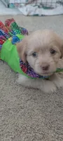 Goldie, a female Dachshund for sale in Wellton, AZ – 1 of 1