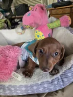 Cody bear, a male Dachshund for sale in Wellton, AZ – 3 of 8