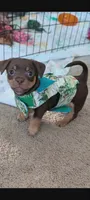  Little Mr.Bobo, a male Dachshund for sale in Wellton, AZ – 1 of 1
