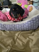 Candy girl, a female Dachshund for sale in Wellton, AZ – 4 of 8