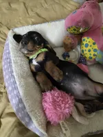 Carl, a male Dachshund for sale in Wellton, AZ – 2 of 6