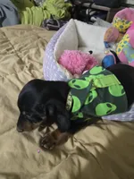 Carl, a male Dachshund for sale in Wellton, AZ – 3 of 6