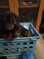 Lucy, a female Dachshund for sale in Wellton, AZ – 5 of 6
