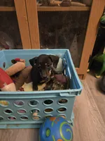 Lucy, a female Dachshund for sale in Wellton, AZ – 2 of 6