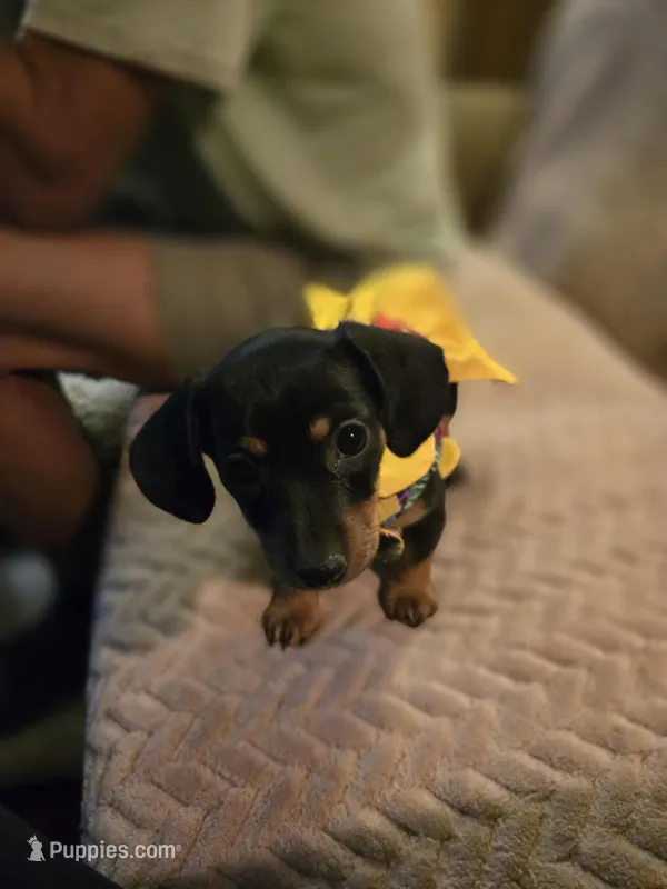 Lucy – Dachshund puppy for sale in Wellton, AZ
