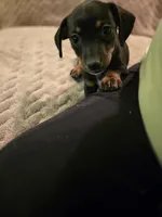 Lucy, a female Dachshund for sale in Wellton, AZ – 3 of 6