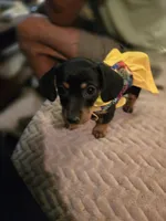 Lucy, a female Dachshund for sale in Wellton, AZ – 4 of 6