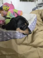 Casey, a male Dachshund for sale in Wellton, AZ – 2 of 4
