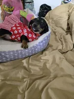 Candy girl, a female Dachshund for sale in Wellton, AZ – 6 of 8