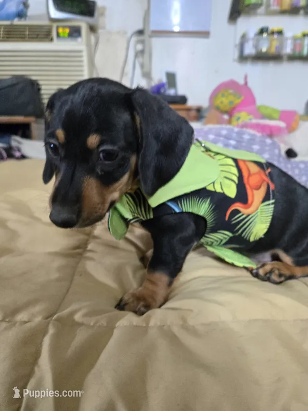 Casey – Dachshund puppy for sale in Wellton, AZ