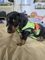 Casey, a male Dachshund for sale in Wellton, AZ – 1 of 4