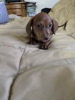 Cody bear, a male Dachshund for sale in Wellton, AZ – 8 of 8