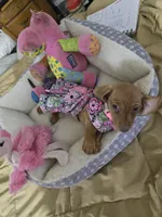 Cinnimon, a female Dachshund for sale in Wellton, AZ – 7 of 8