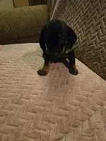 Frankie, a male Dachshund for sale in Wellton, AZ – Photo 3 of 4