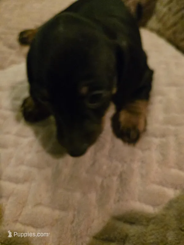 Frankie – Dachshund puppy on hold in Wellton, AZ