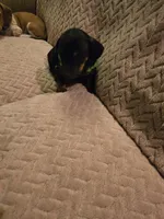 Frankie, a male Dachshund for sale in Wellton, AZ – Photo 2 of 4