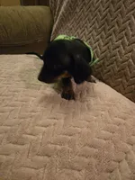 Frankie, a male Dachshund for sale in Wellton, AZ – Photo 4 of 4