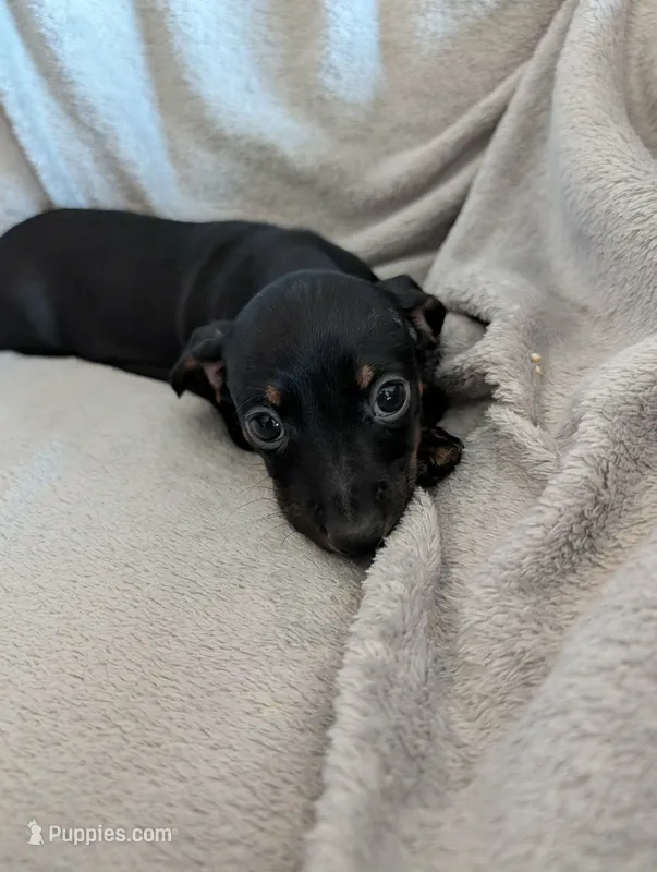 Little Rosie – Dachshund puppy for sale in Wellton, AZ